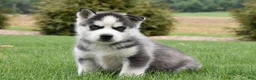 Siberian Husky dogs for sale: Smores - Ad 1