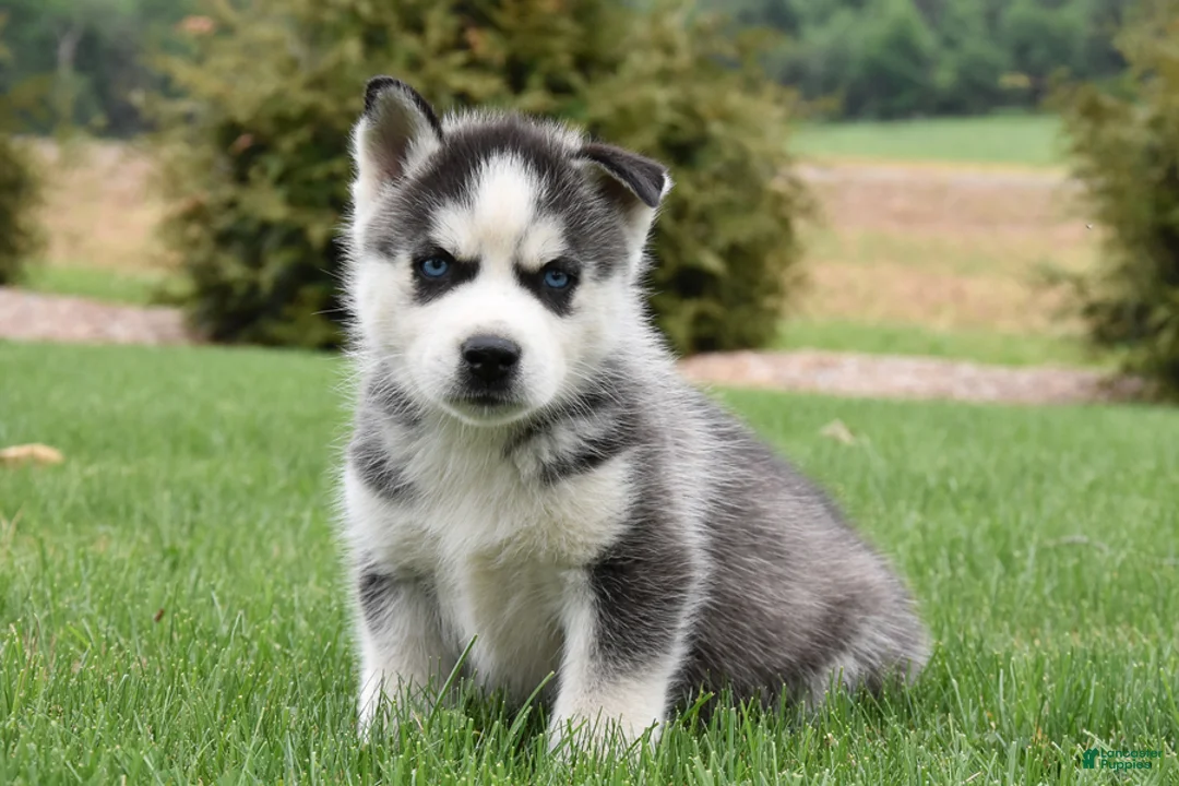 Siberian Husky dogs for sale: Smores - Ad 1