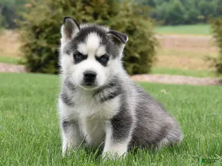 Siberian Husky dogs for sale: Smores - Ad 1