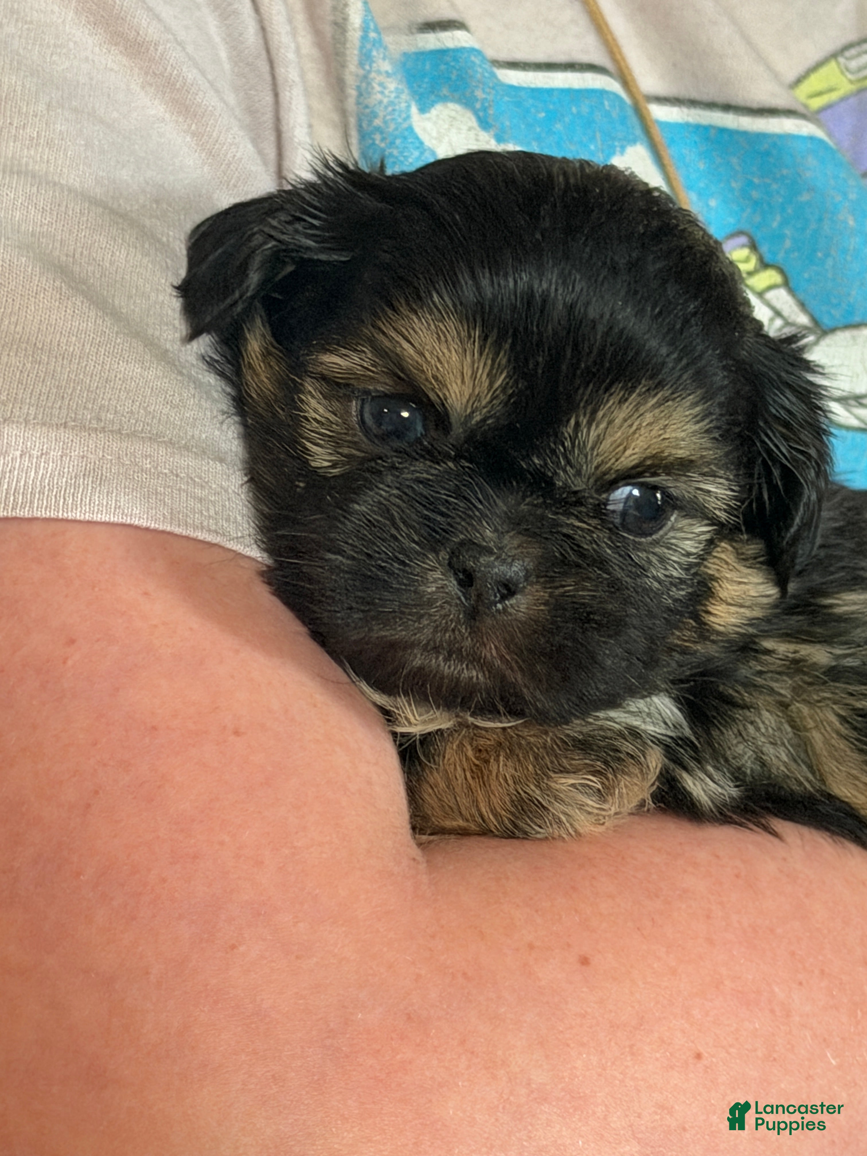 Shih Tzu dogs Shih Tzu 1 - Ad 1