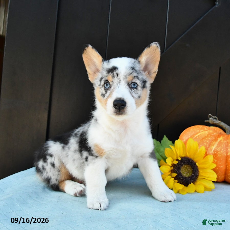 Welsh Corgi Pembroke dogs Flora   - Ad 1