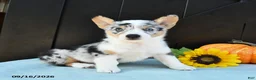Welsh Corgi Pembroke dogs for sale: Flora   - Ad 1