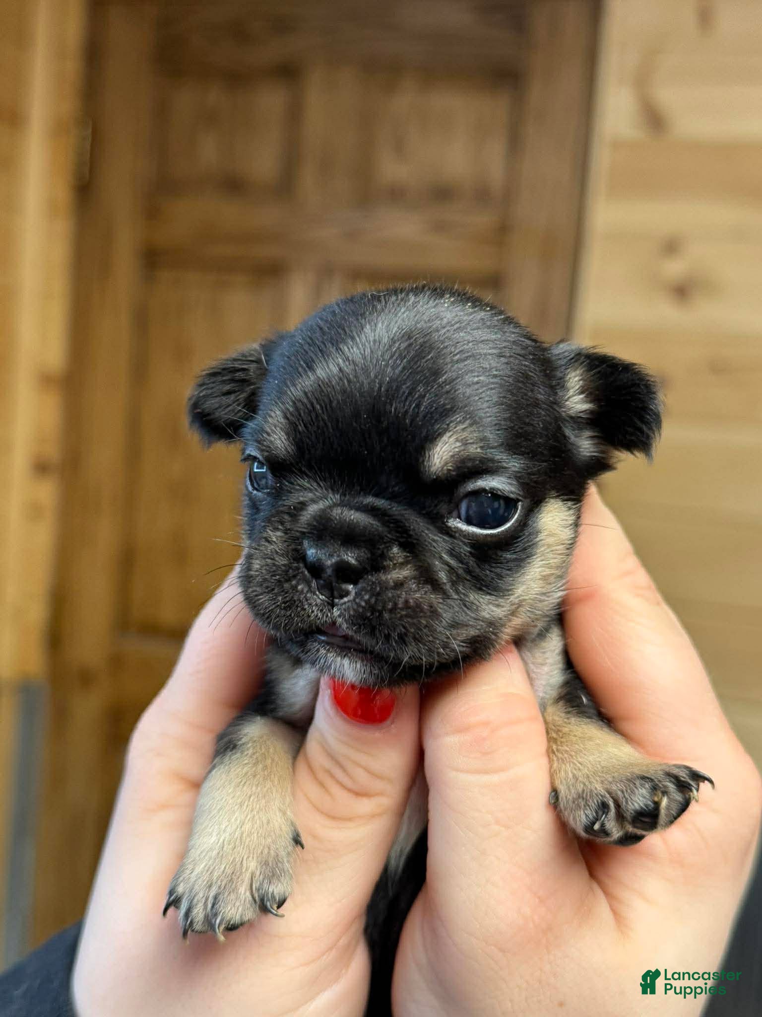 French Bulldog dogs Rolo - Ad 2