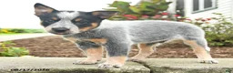 Australian Cattle Dog dogs for sale: Fitz - Ad 4