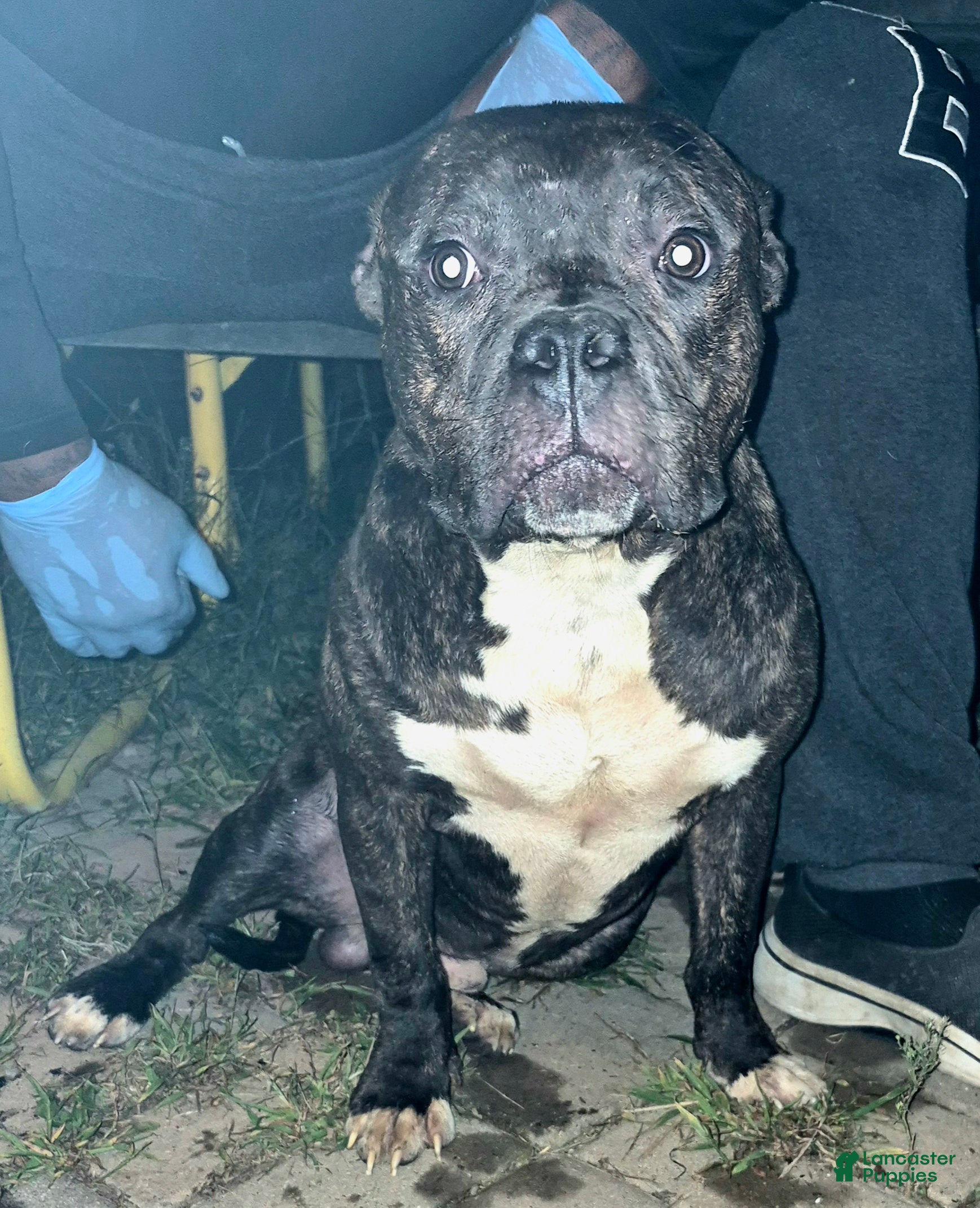 American Bully dogs American Bully 1 - Ad 37