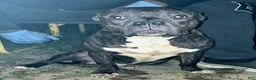 American Bully dogs for sale: American Bully 1 - Ad 1