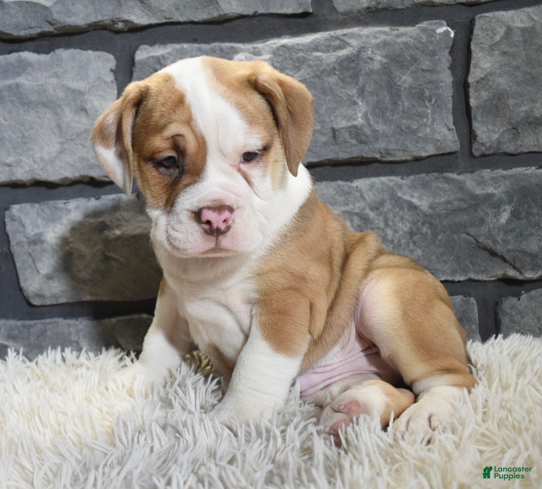 Mixed Breed dogs Rusty  - Ad 27