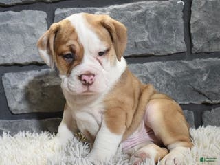 Mixed Breed dogs Rusty - Ad 33