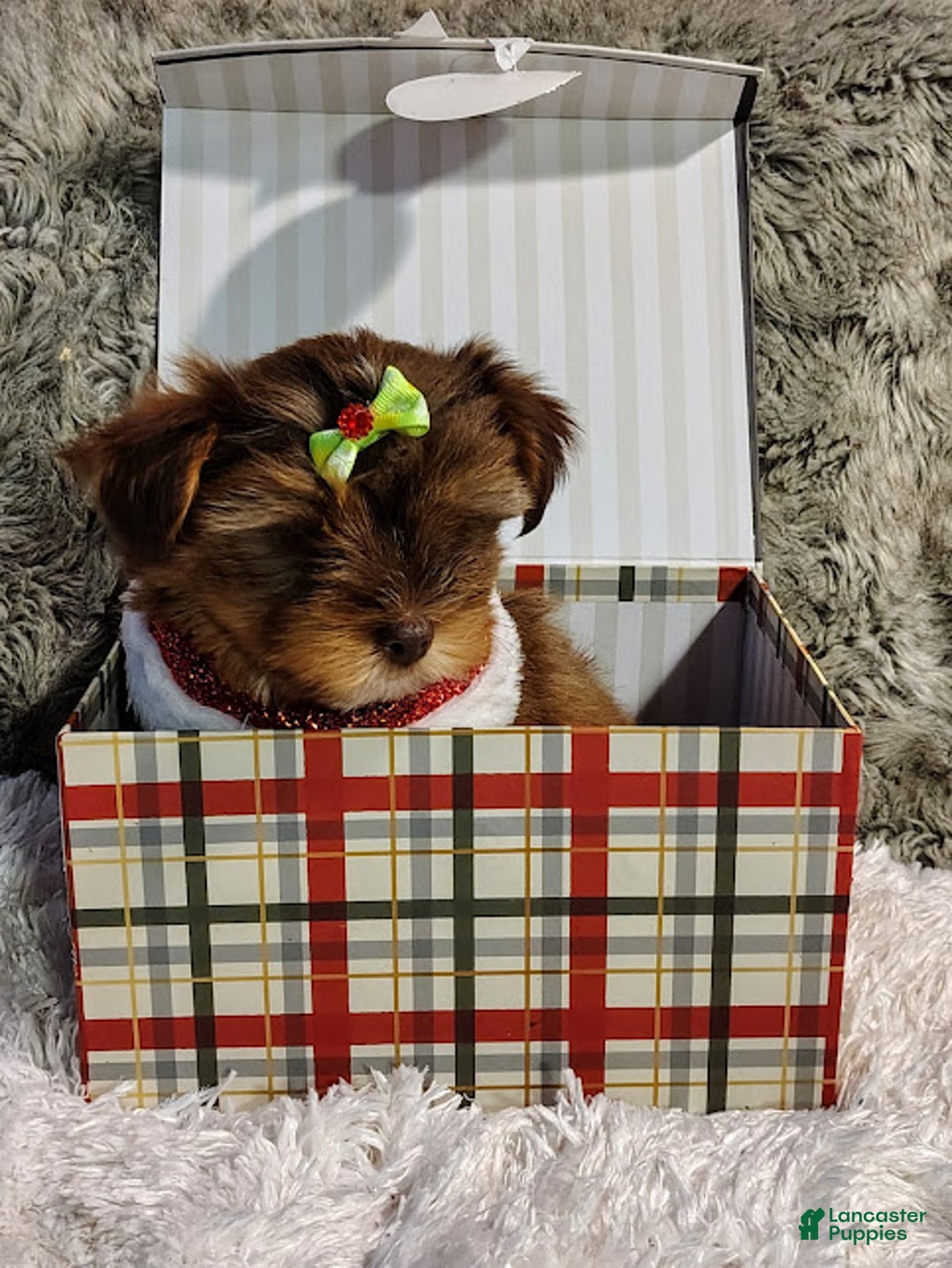 Yorkiepoo dogs for sale: CoCo - Ad 1