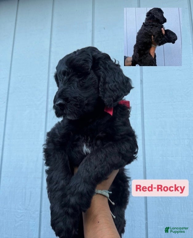 Double Doodle dogs Rocky - Ad 1