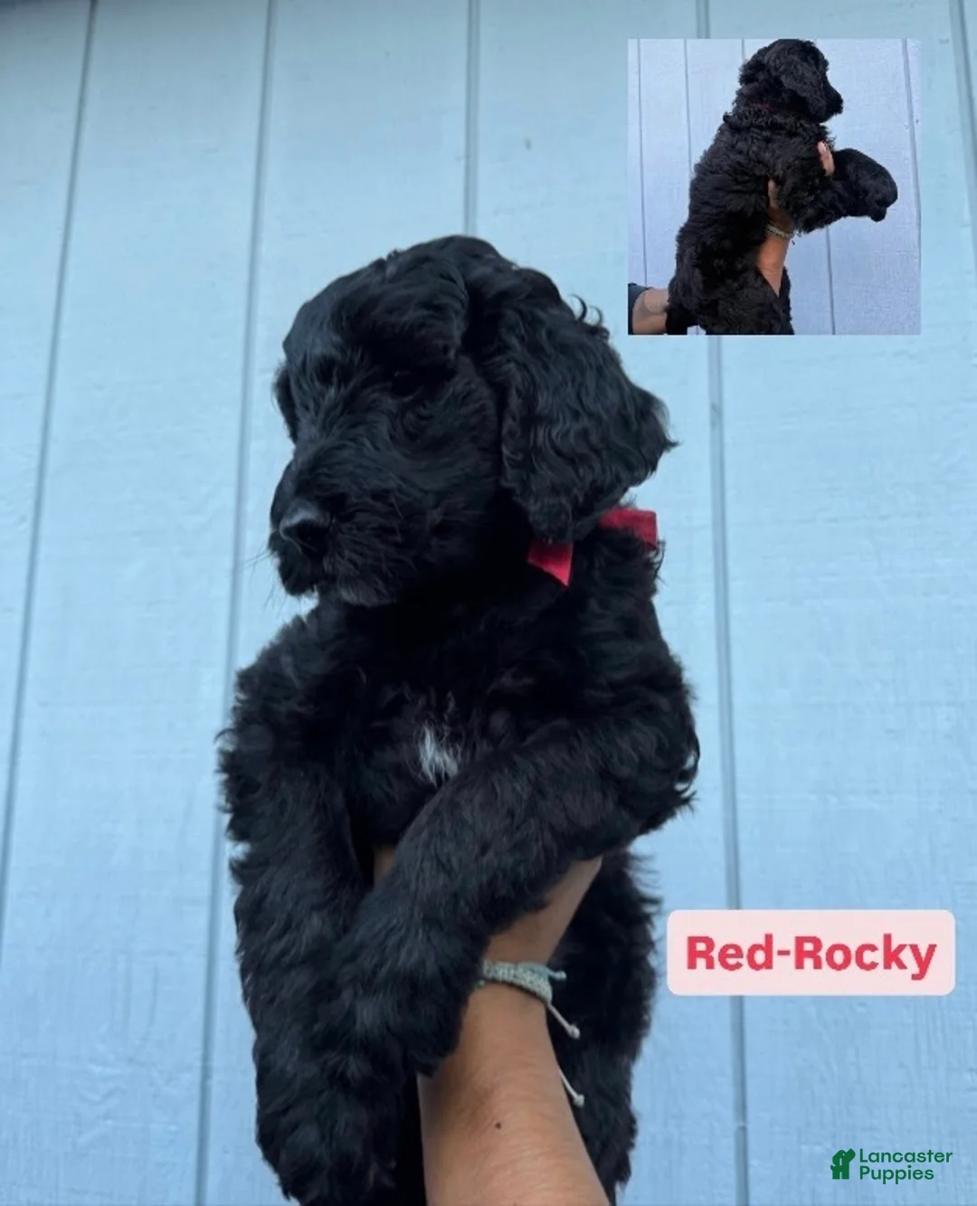 Double Doodle dogs for sale: Rocky - Ad 1