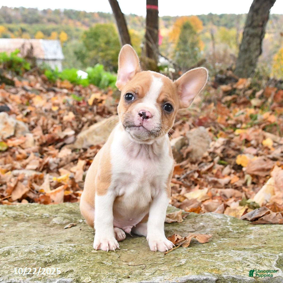 Frenchton dogs Cashew - Ad 11