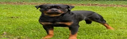 Rottweiler dogs for sale: Rottweiler 1 - Ad 2