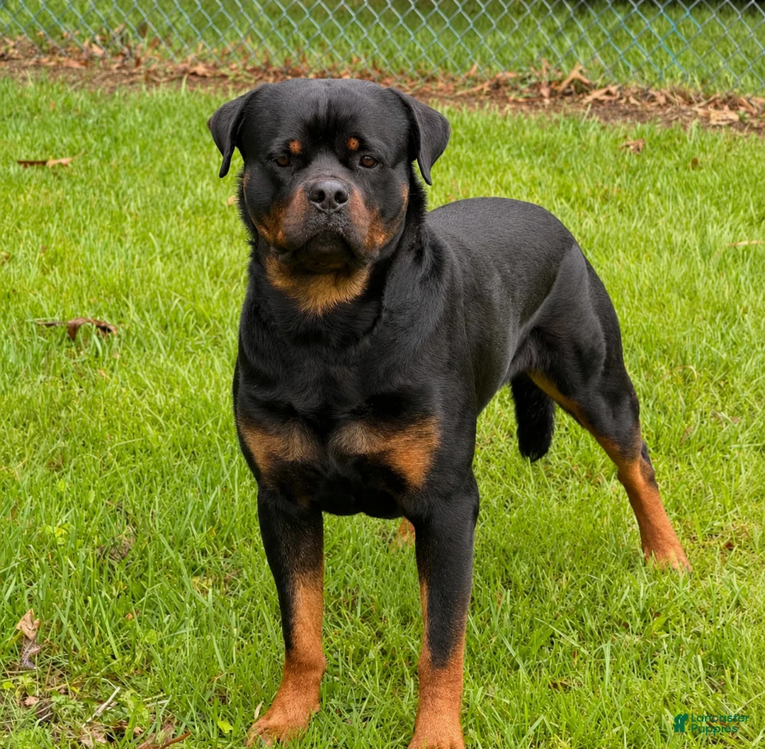 Rottweiler dogs for sale: Rottweiler 1 - Ad 2