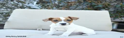 Jack Russell Terrier dogs for sale: Ronald - Ad 1