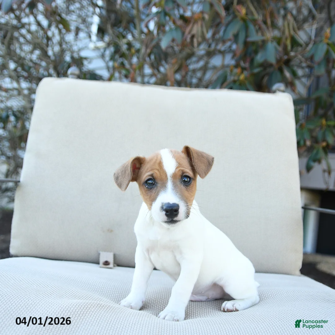 Jack Russell Terrier dogs for sale: Ronald - Ad 1