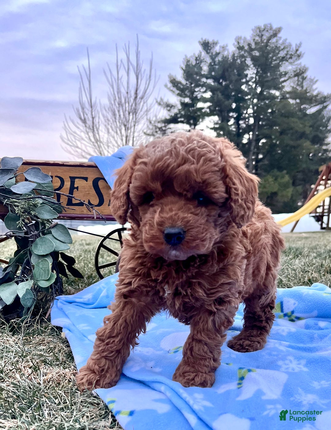 Mini Goldendoodle dogs for sale: Sweet Rosie🐾❤️Call 717-548-2054 - Ad 2