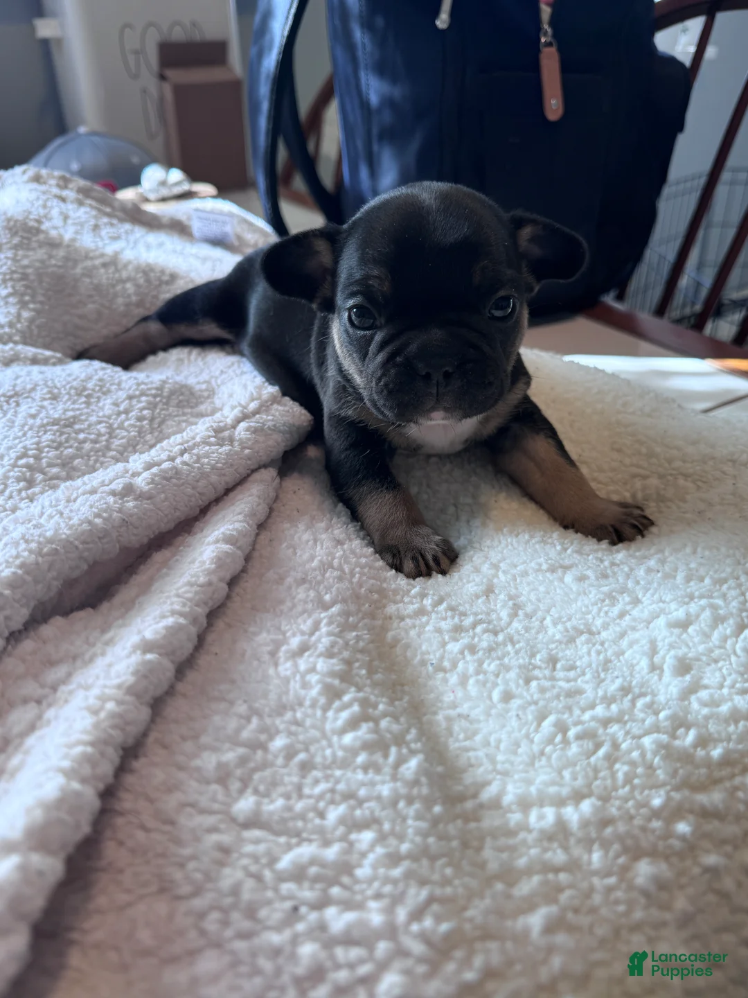 French Bulldog dogs for sale: French Bulldog Puppy 5 - Ad 2