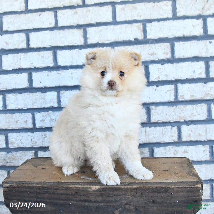 Pomeranian dogs Clover - Ad 2