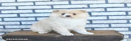 Pomeranian dogs for sale: Clover - Ad 2