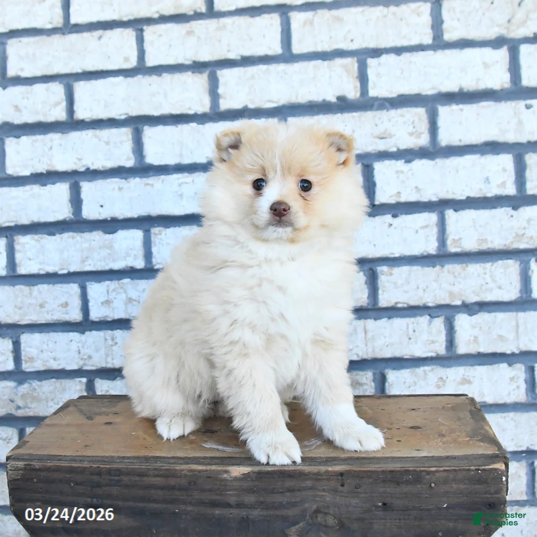 Pomeranian dogs for sale: Clover - Ad 2
