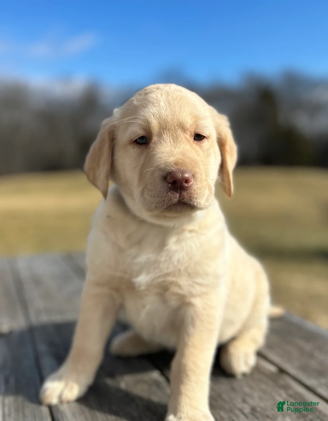 Labrador Retriever dogs for sale: Scarlett - Ad 2