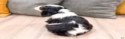 Cavalier King Charles Spaniel dogs for sale: Mickey - Ad 4