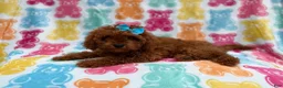 Cavapoo dogs for sale: Dora - Ad 2