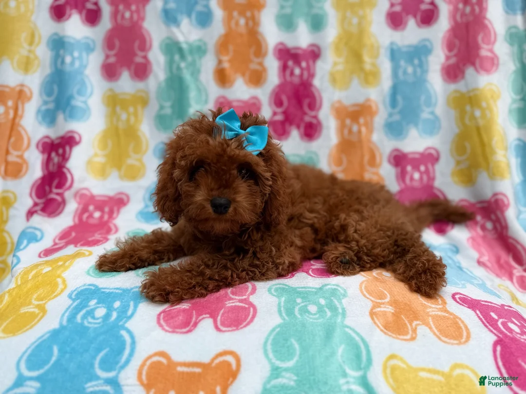 Cavapoo dogs for sale: Dora - Ad 2