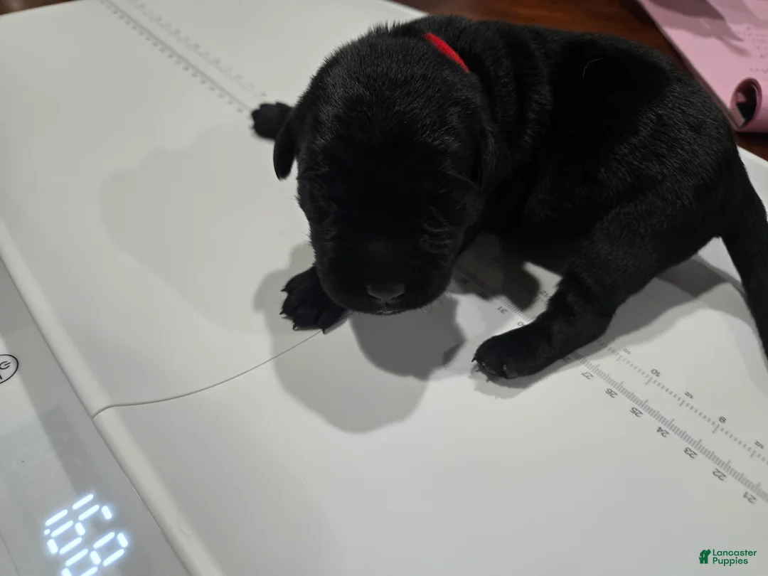 Goldador dogs for sale: Red collar male  - Ad 2