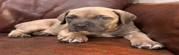 Cane Corso dogs for sale: Cane Corso Puppy Red Collar Male - Ad 4