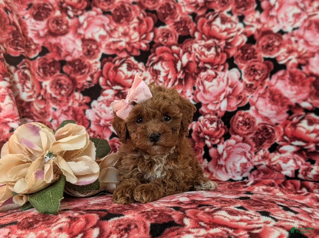 Toy Poodle dogs for sale: Gabrielle 6-7 lbs Full Grown - Ad 8
