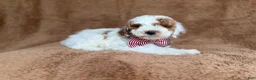 Miniature Poodle dogs for sale: Pierce - Ad 5