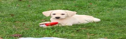 Labrador Retriever dogs for sale: Roger - Ad 5