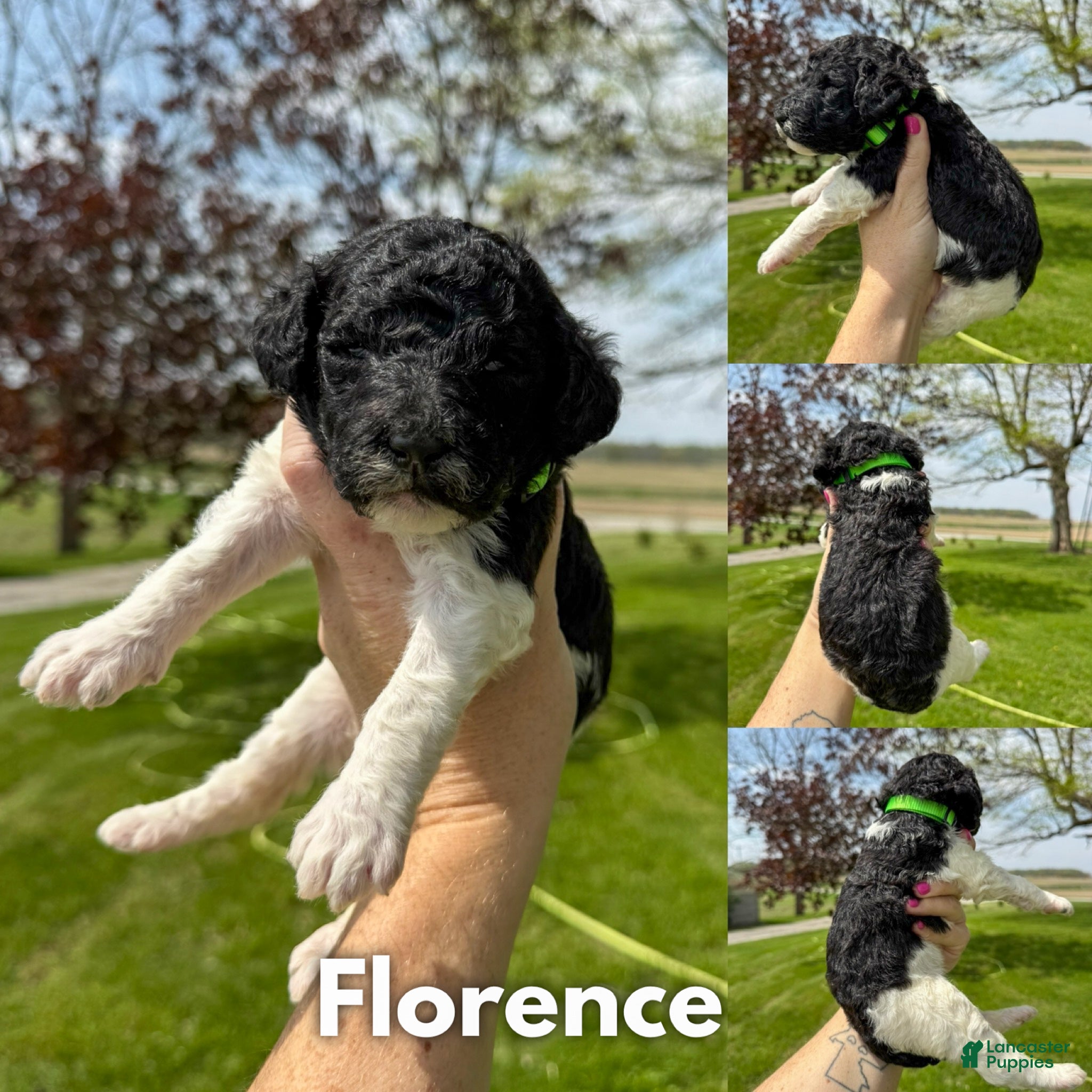Standard Poodle dogs Florence - AKC - Ad 33