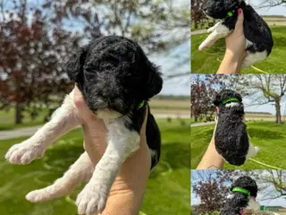 Standard Poodle dogs Florence - AKC - Ad 37