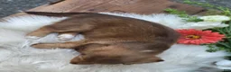 Dachshund dogs for sale: Willow  - Ad 9