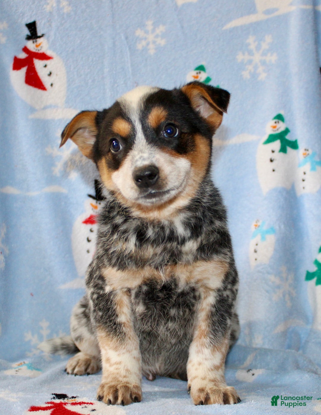 Australian Cattle Dog dogs for sale: Teddy - Ad 2