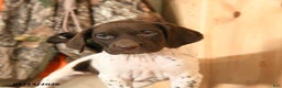 German Shorthaired Pointer dogs for sale: Holly - Ad 2