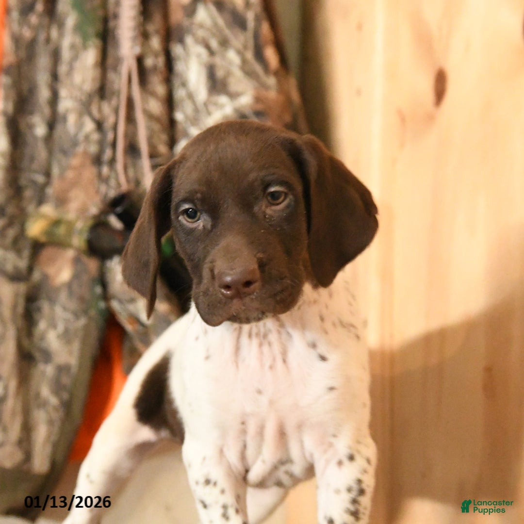 German Shorthaired Pointer dogs for sale: Holly - Ad 2