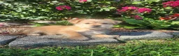 Shorkie dogs for sale: Tina - Ad 3