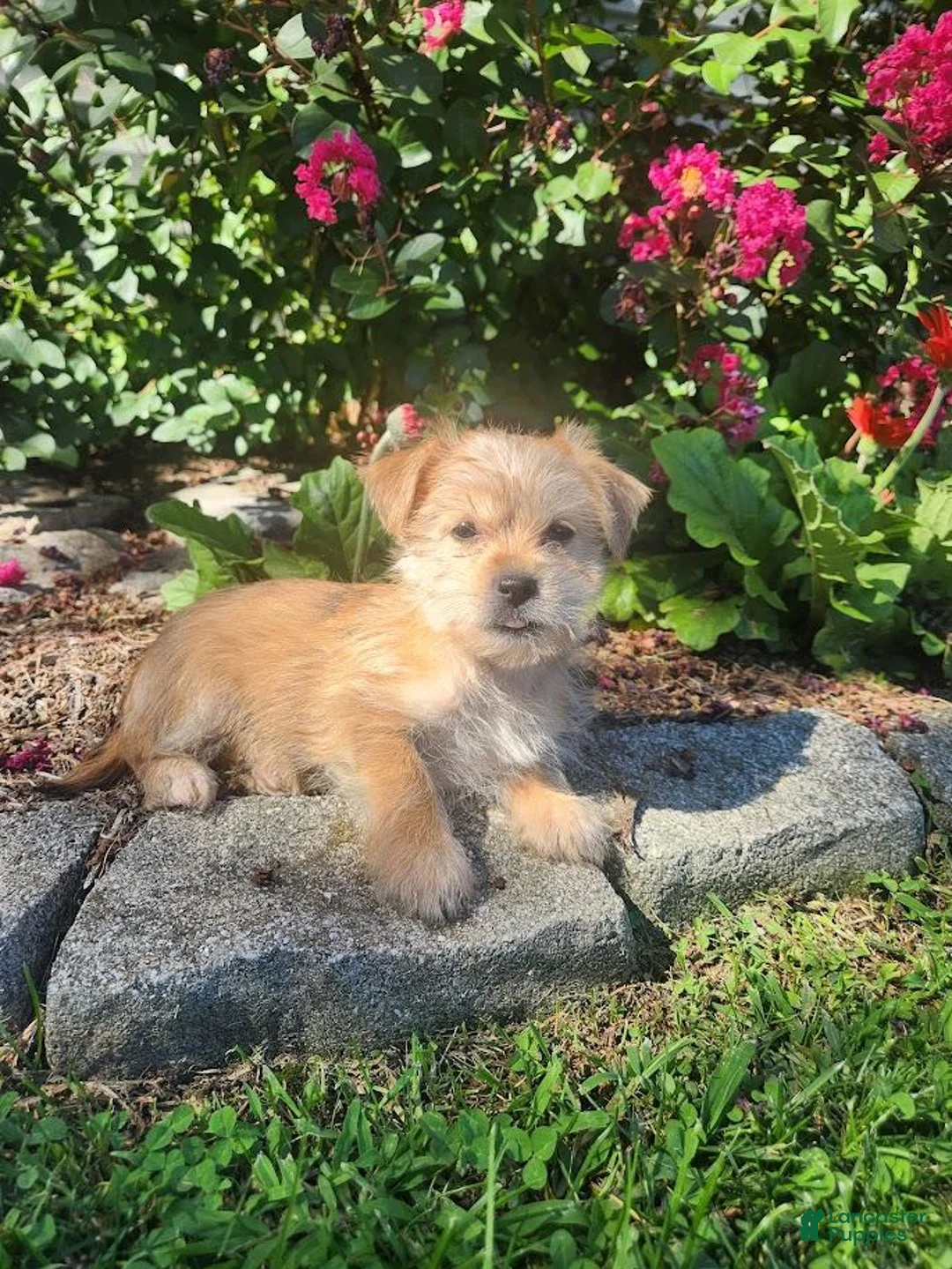 Shorkie dogs for sale: Tina - Ad 3
