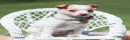 Chihuahua dogs for sale: Sushi AKC - Ad 10