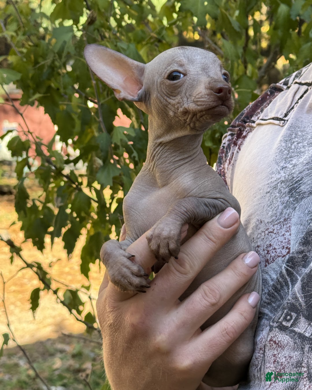 Mixed Breed dogs for sale: Cleopatra  - Ad 14