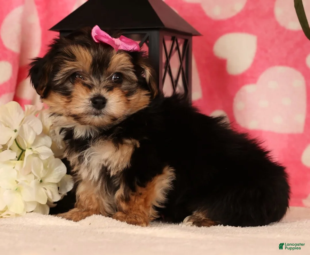 Yochon dogs for sale: Tony - Ad 5