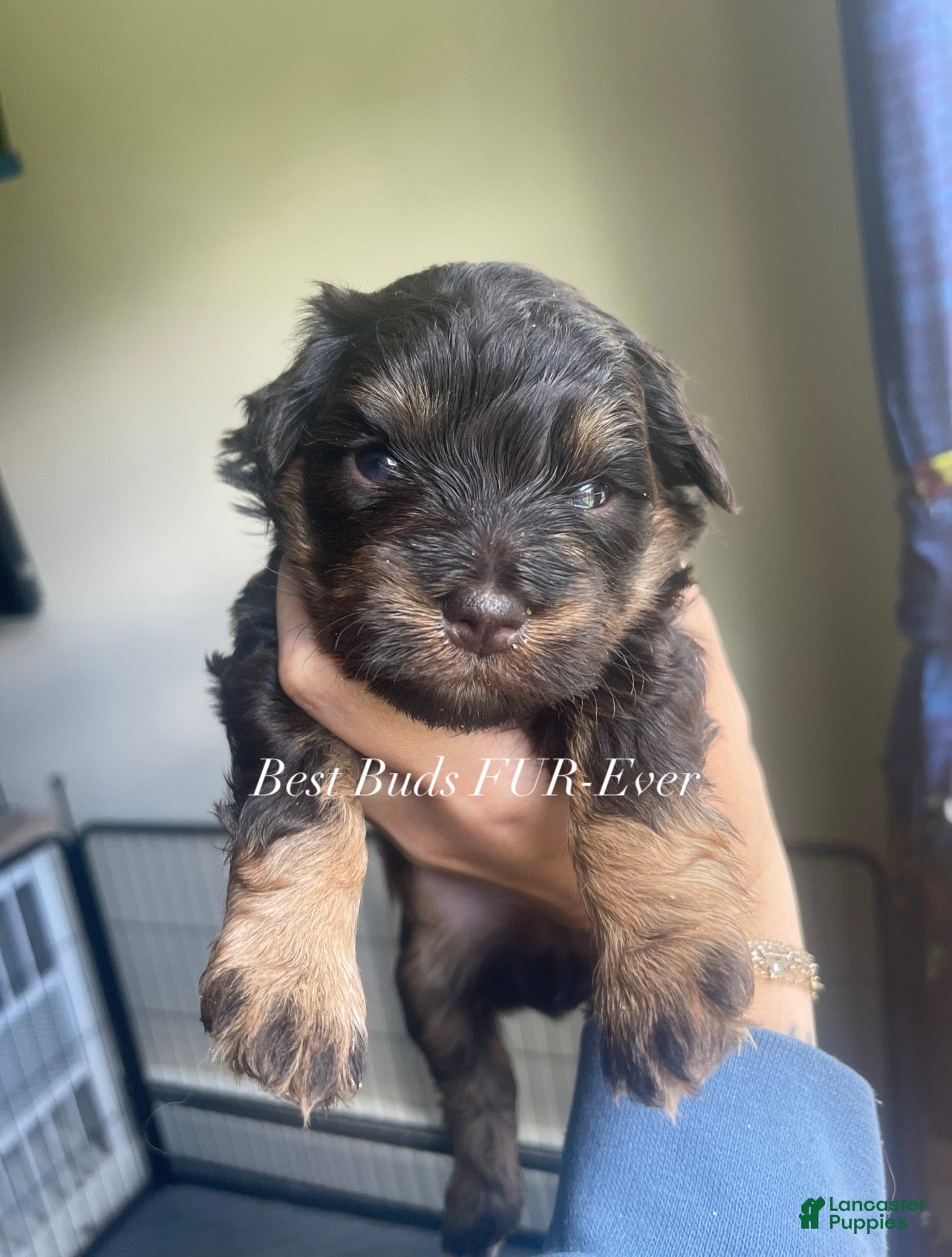 Miniature Schnauzer dogs Miniature Schnauzer 4 - Ad 2