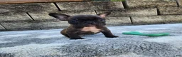 French Bulldog dogs for sale: Jazz - Ad 3