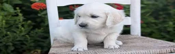 Golden Retriever dogs for sale: Baxter  - Ad 6