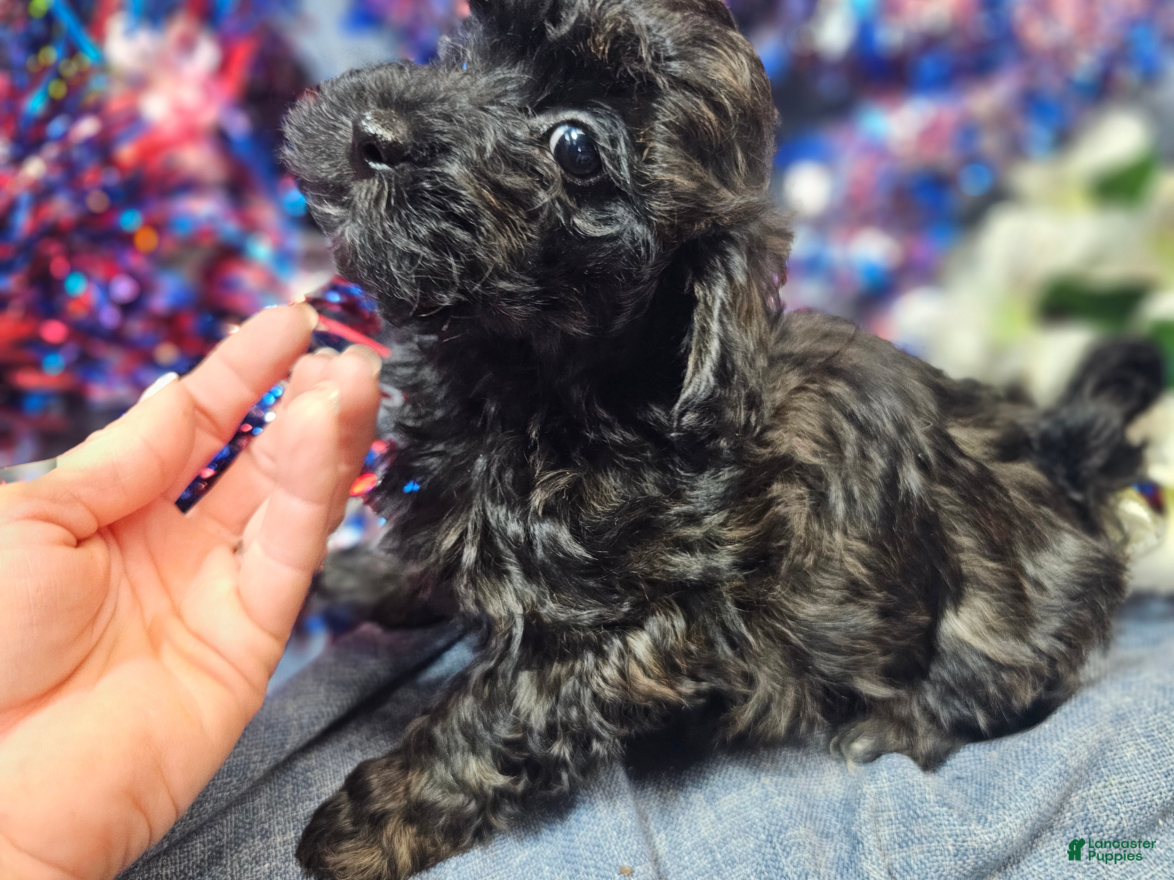 Havapoo dogs Jewel (Female) - Ad 2