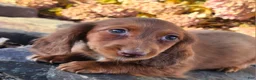 Miniature Dachshund dogs for sale: Rusty  - Ad 10